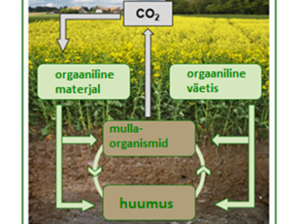 Ringlus künni puhul - huumus ja CO2 sidumine