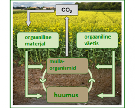 Ringlus künni puhul - huumus ja CO2 sidumine Ringlus künni puhul - huumus ja CO2 sidumine