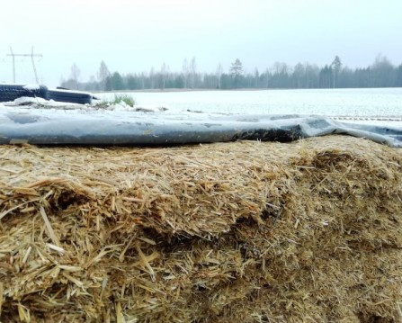 Rukis ja tritikale on siloks väga hea mõte! Rukis ja tritikale on siloks väga hea mõte!