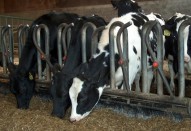 SPINDER farmisisustus