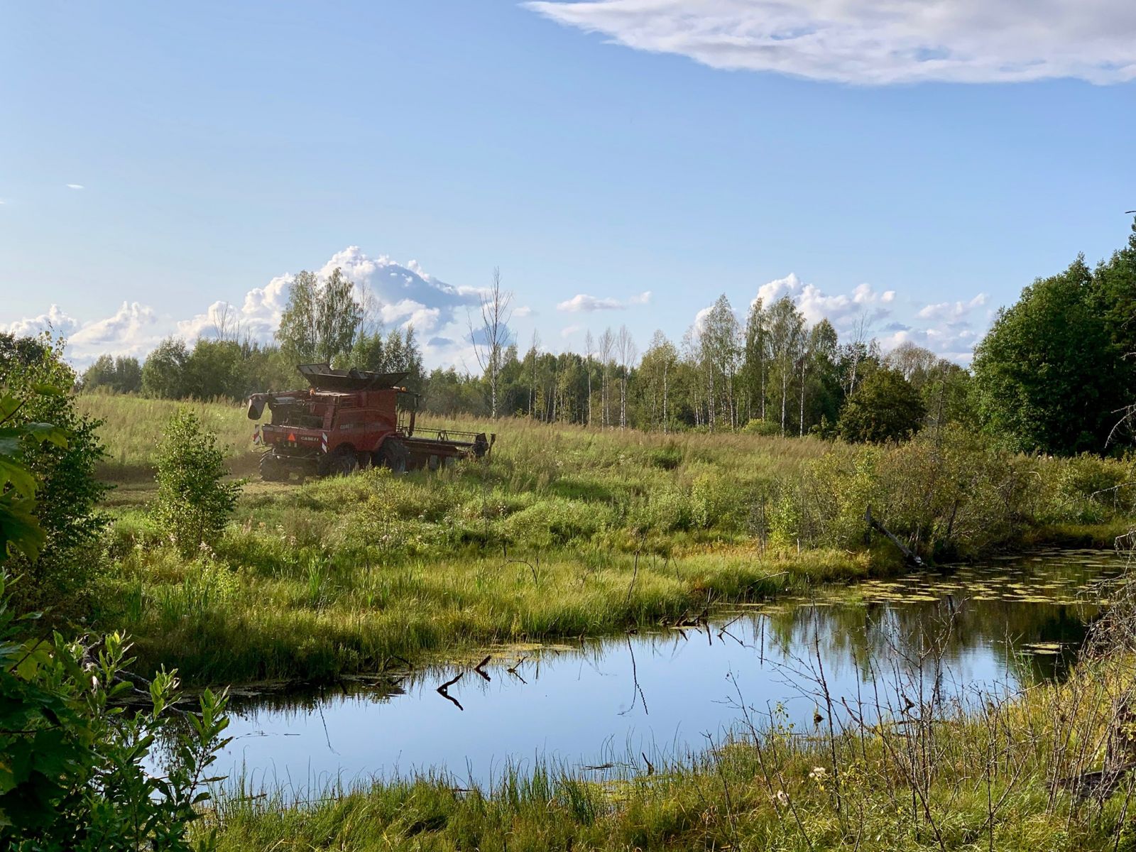 Väga umbrohtunud maheherne koristus. Foto: Toomas Truup